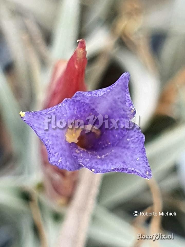 Tillandsia hegeri