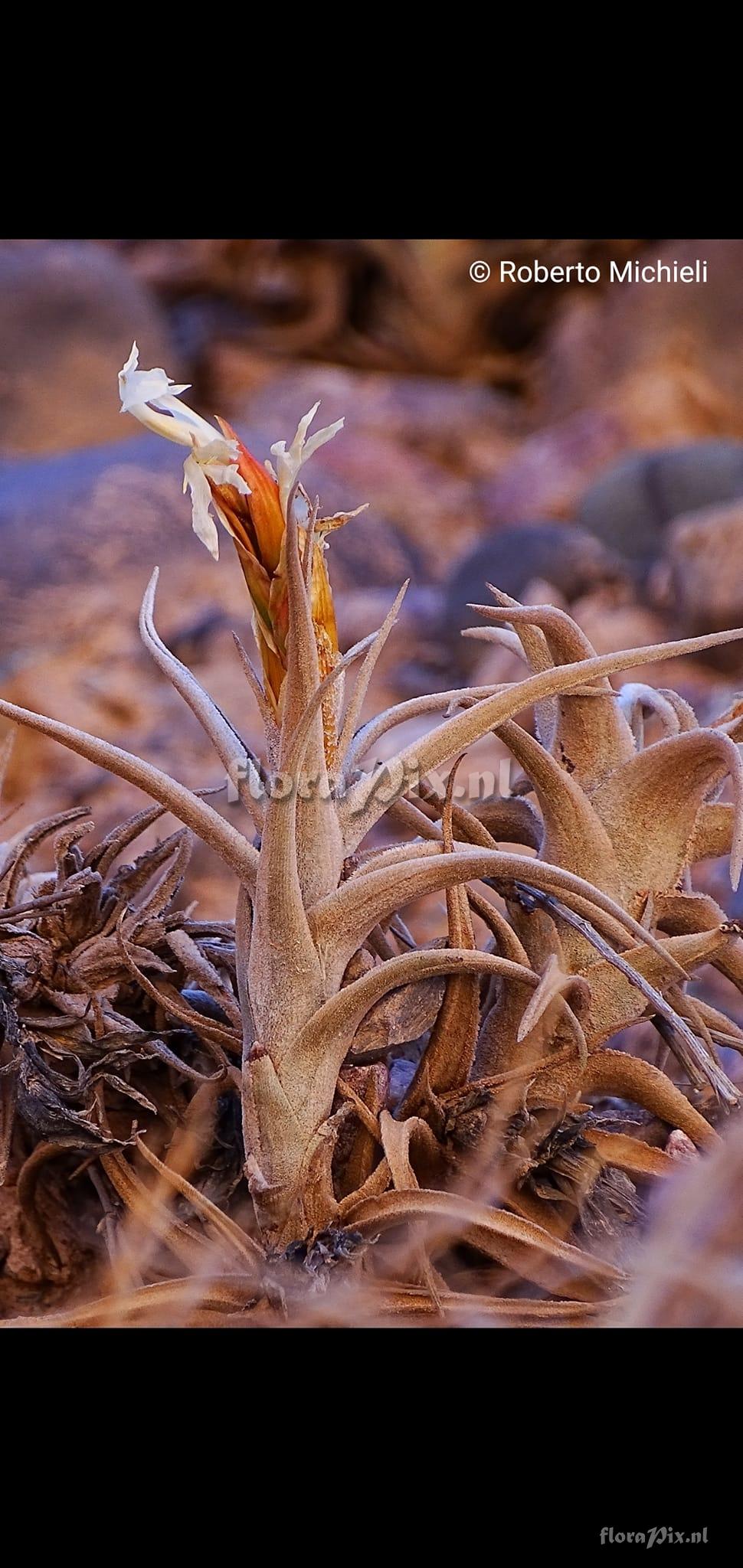 Tillandsia muhriae