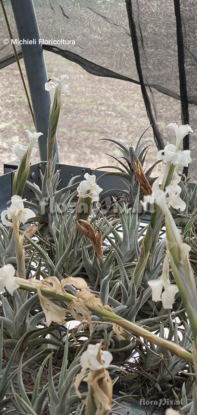 Tillandsia xiphioides