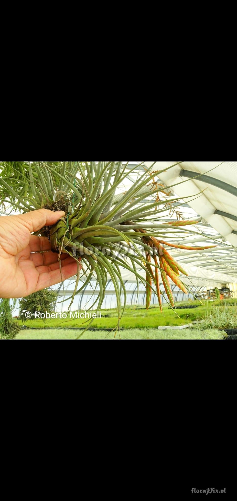 Tillandsia chontalensis