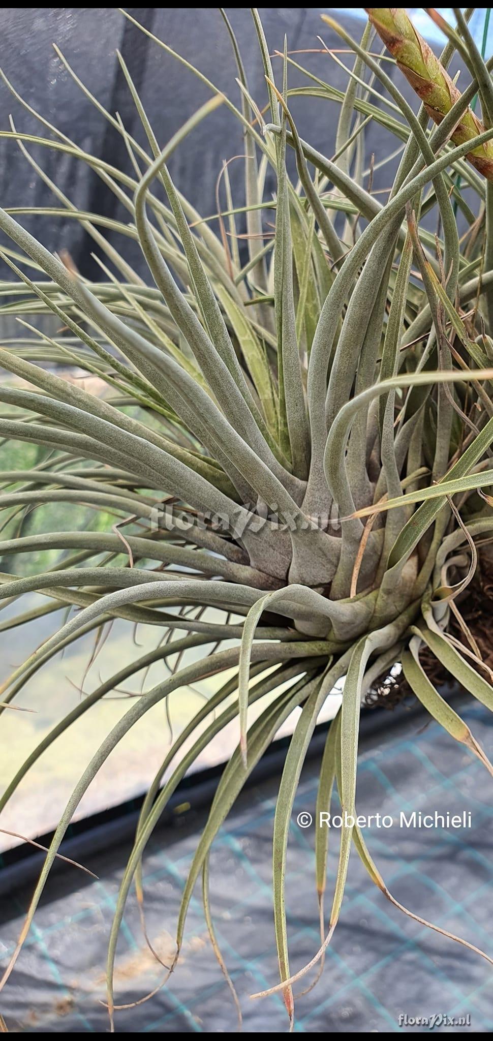 Tillandsia chontalensis