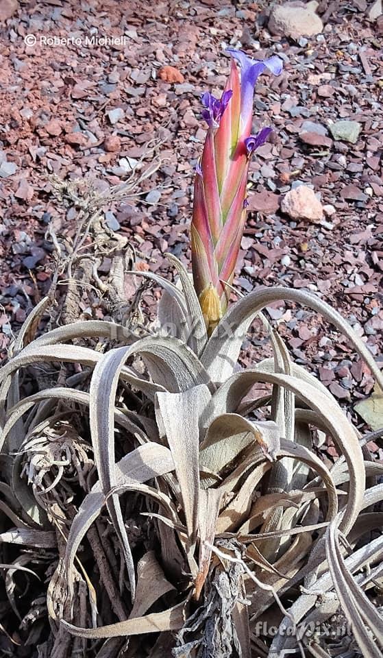 Tillandsia hegeri