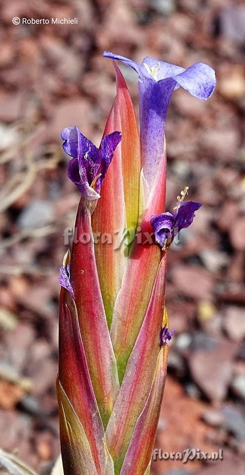 Tillandsia hegeri