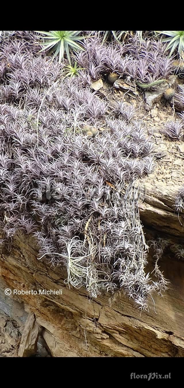 Tillandsia edithae