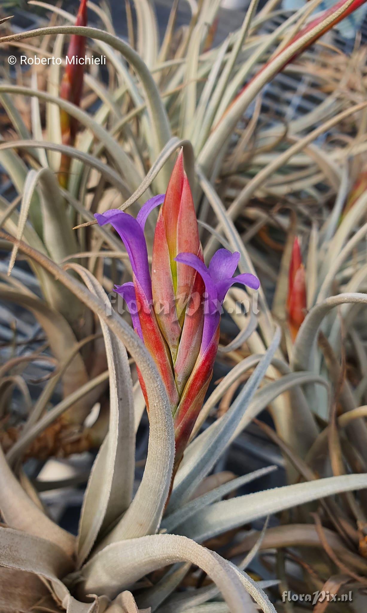 Tillandsia zecheri var. cafayatensis