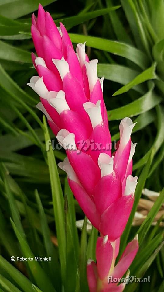 Tillandsia tenuifolia