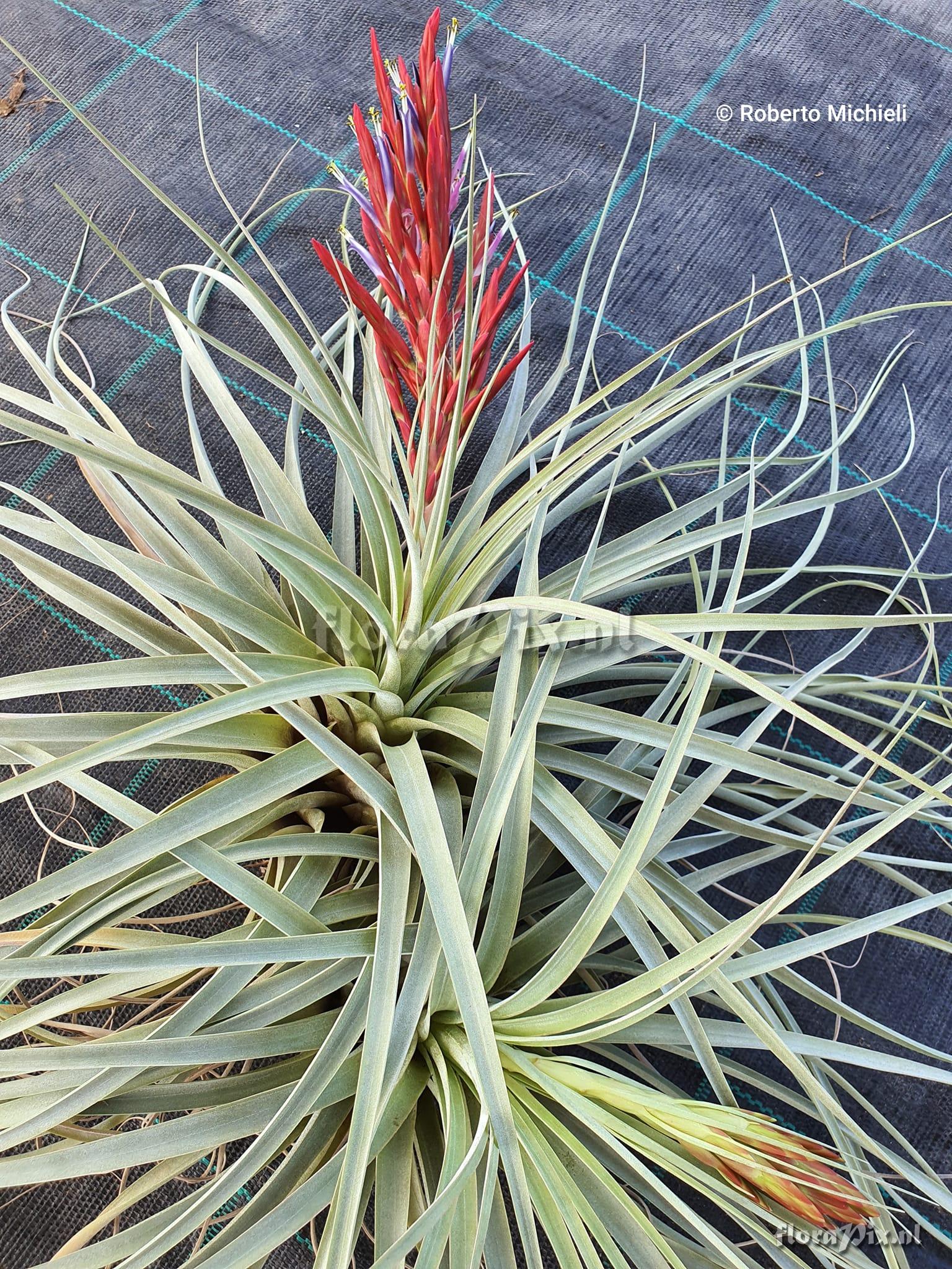 Tillandsia flagellata