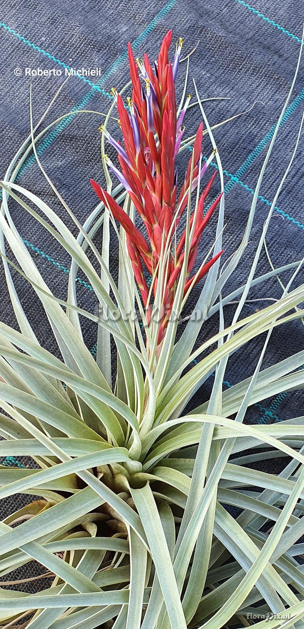 Tillandsia flagellata