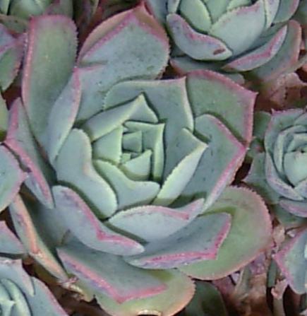 Aeonium haworthii