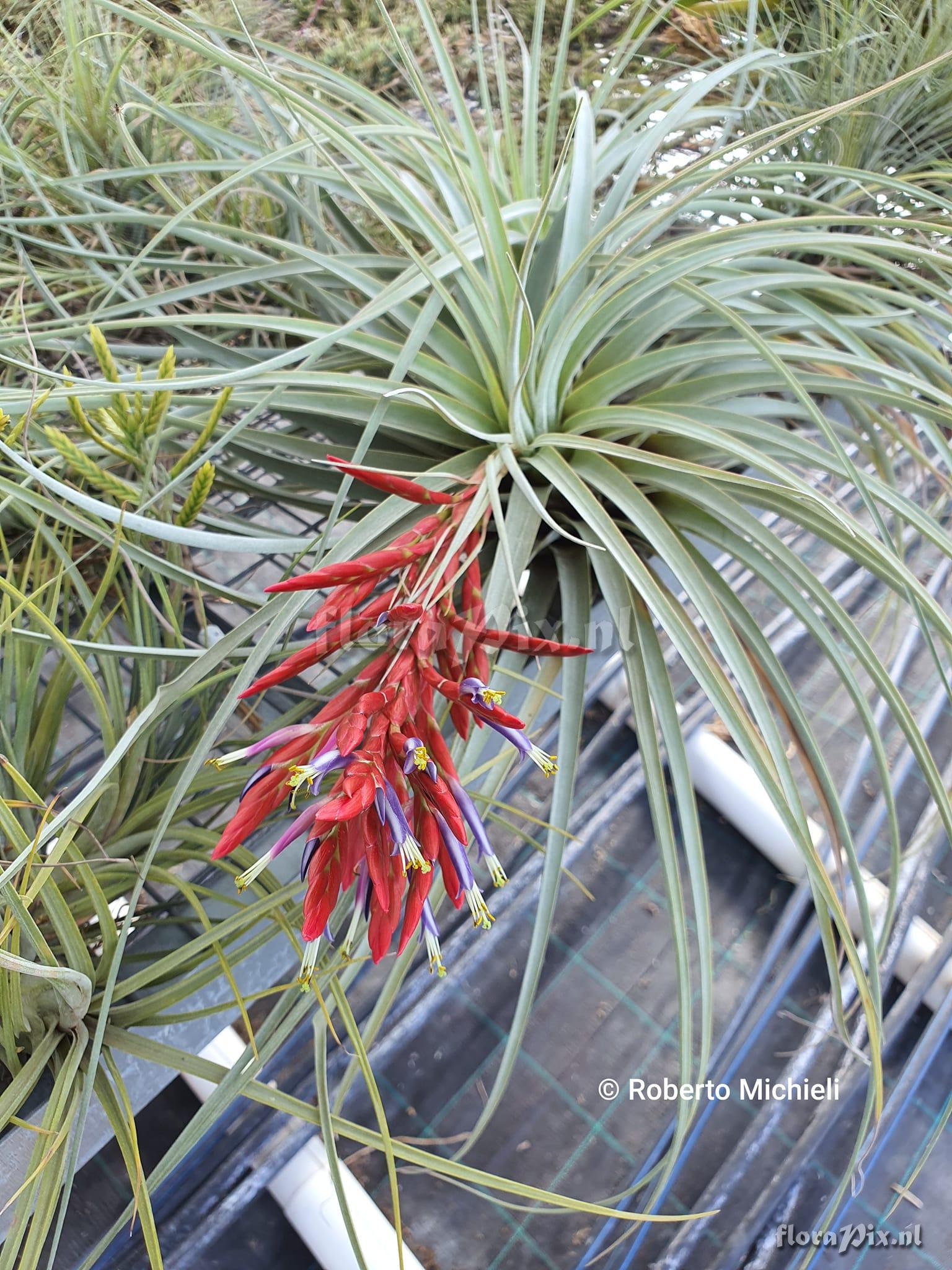 Tillandsia flagellata