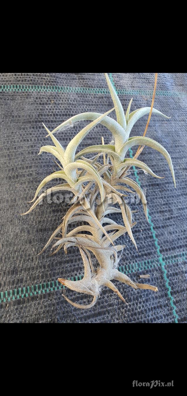 Tillandsia gilliesii subsp. polysticha