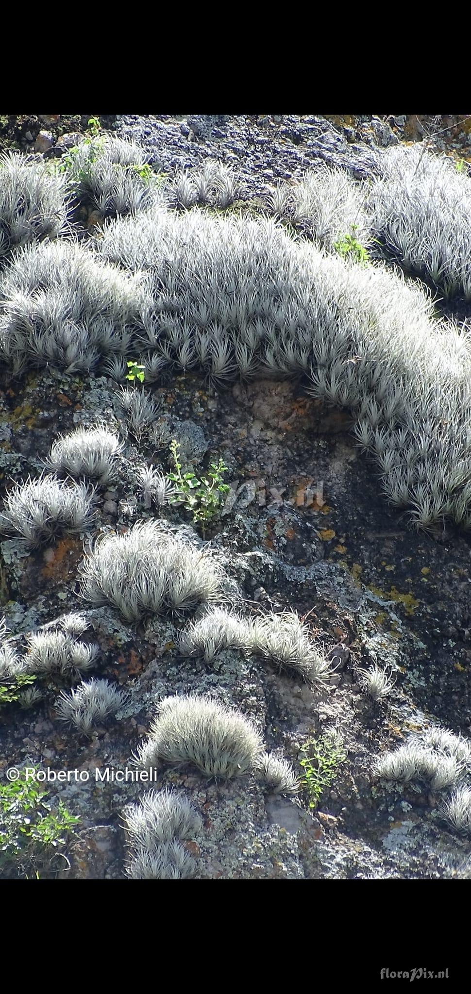 Tillandsia tectorum