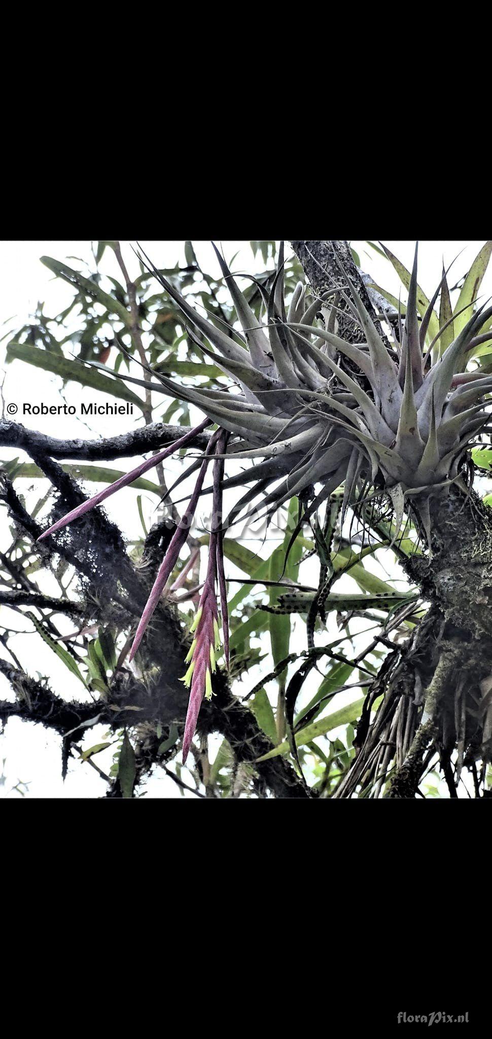 Tillandsia castaneobulbosa