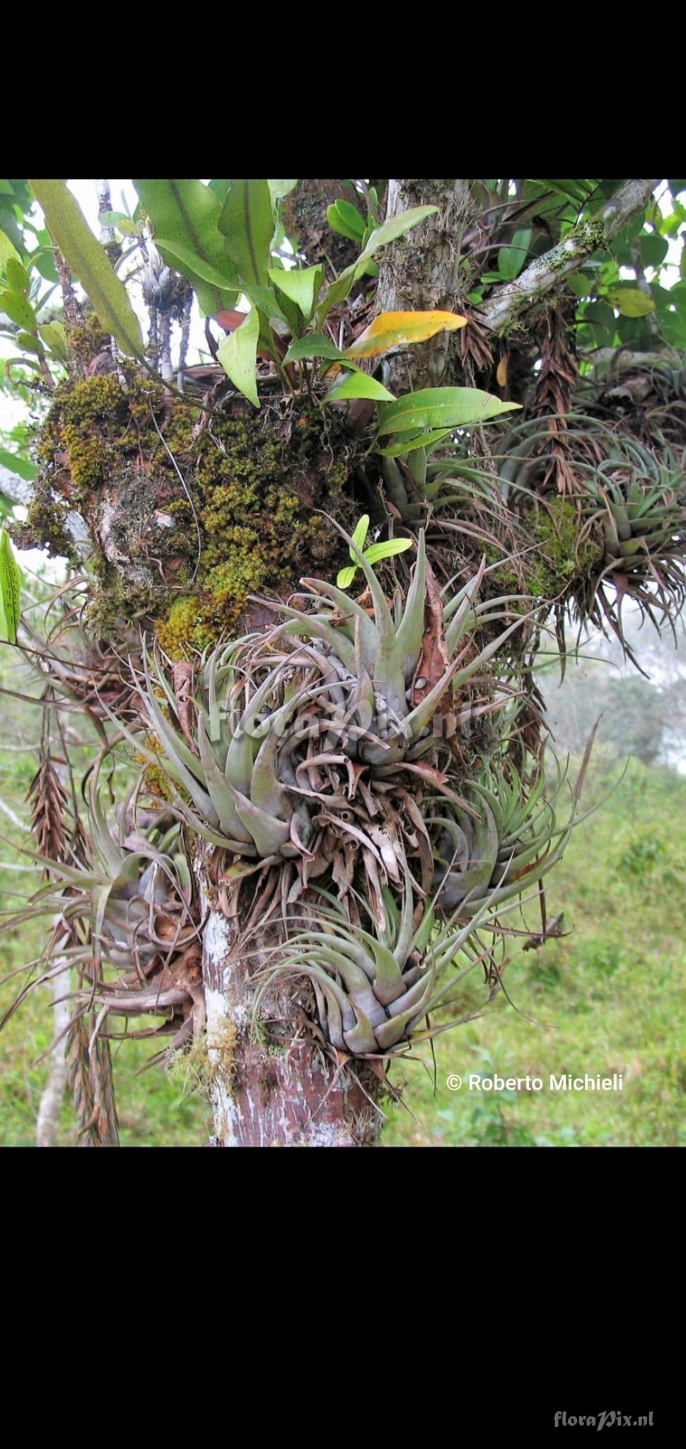 Tillandsia castaneobulbosa