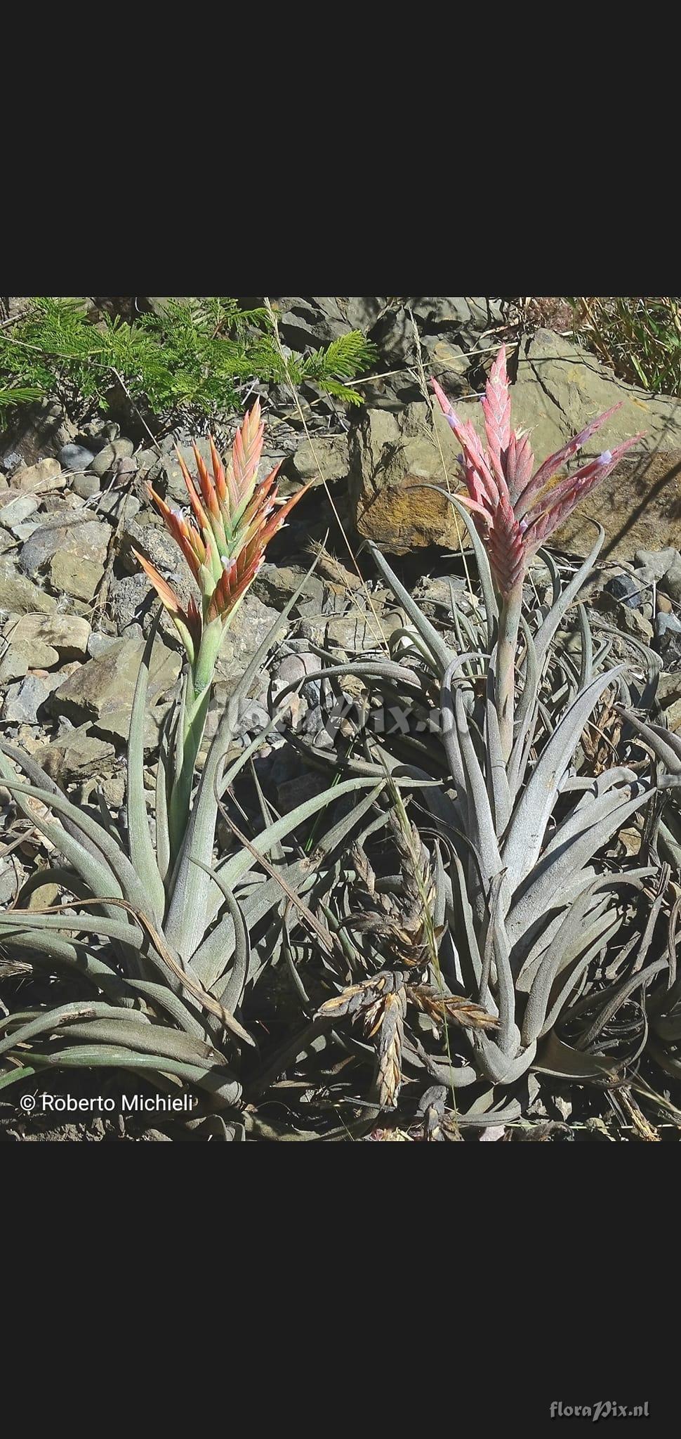 Tillandsia vernicosa