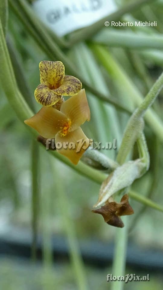 Tillandsia caliginosa