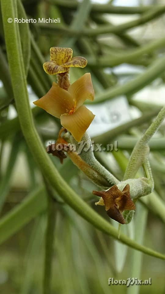 Tillandsia caliginosa