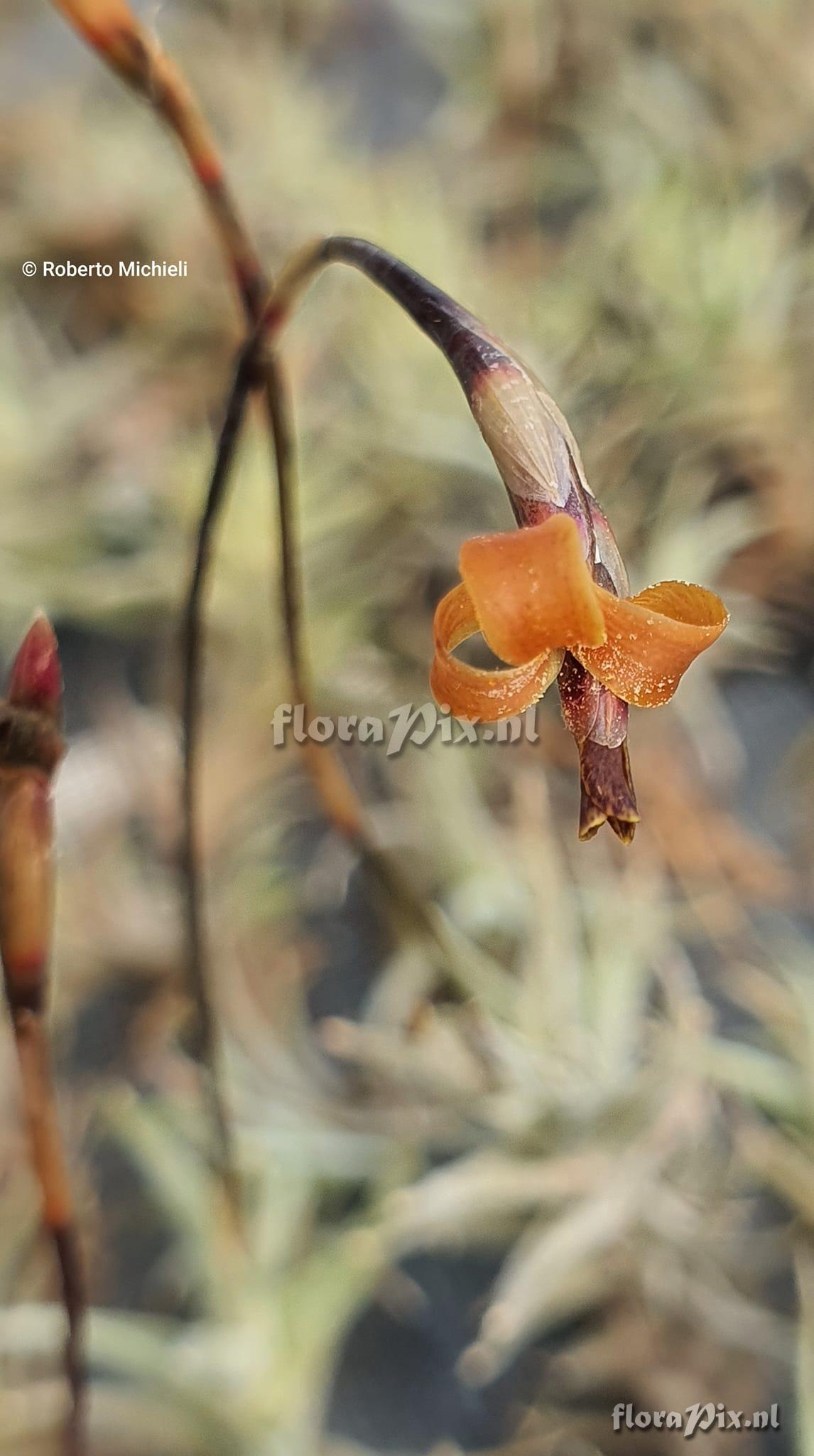 Tillandsia rectangula