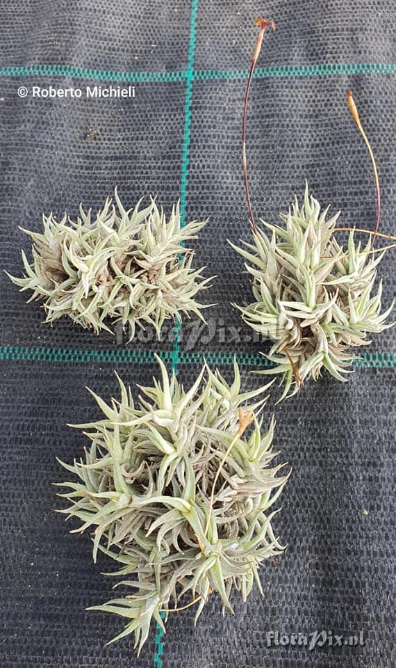 Tillandsia rectangula