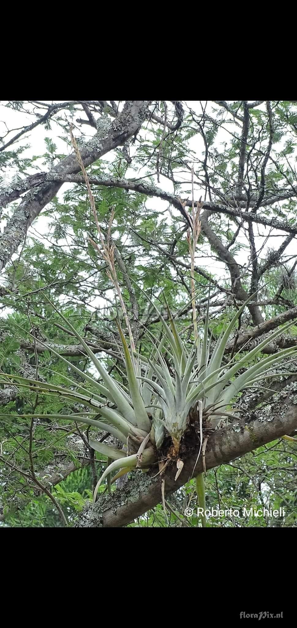 Tillandsia hitchcockiana