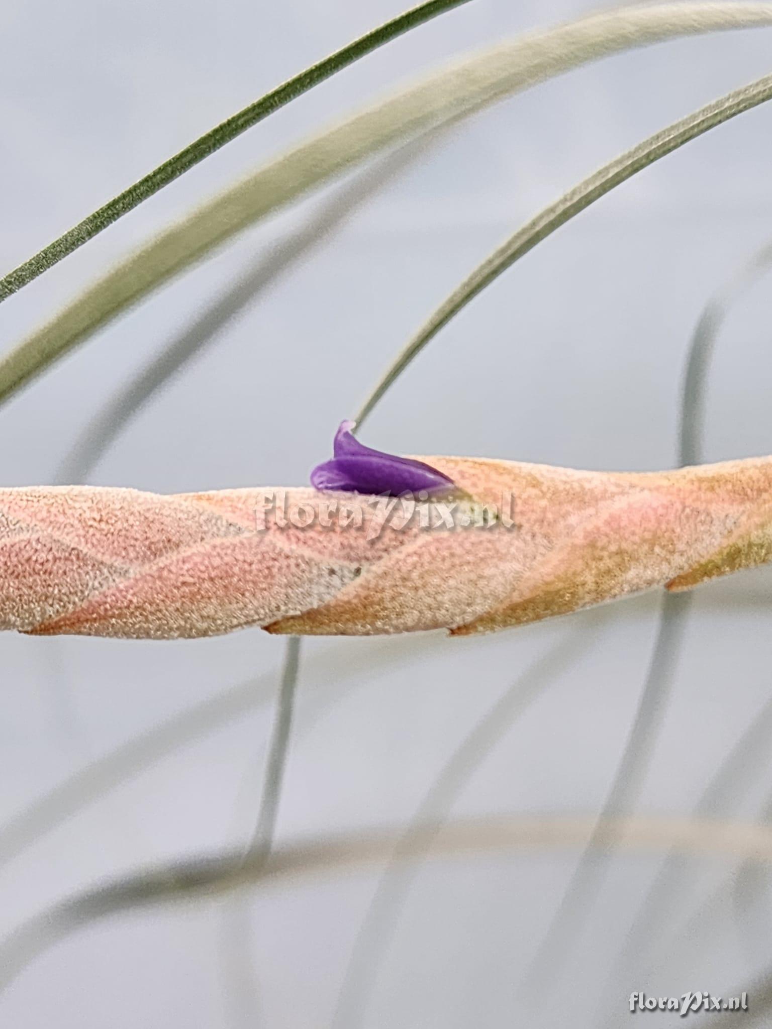 Tillandsia appenii