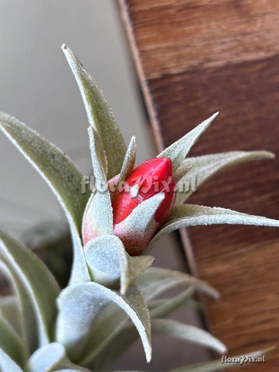 Tillandsia edithae