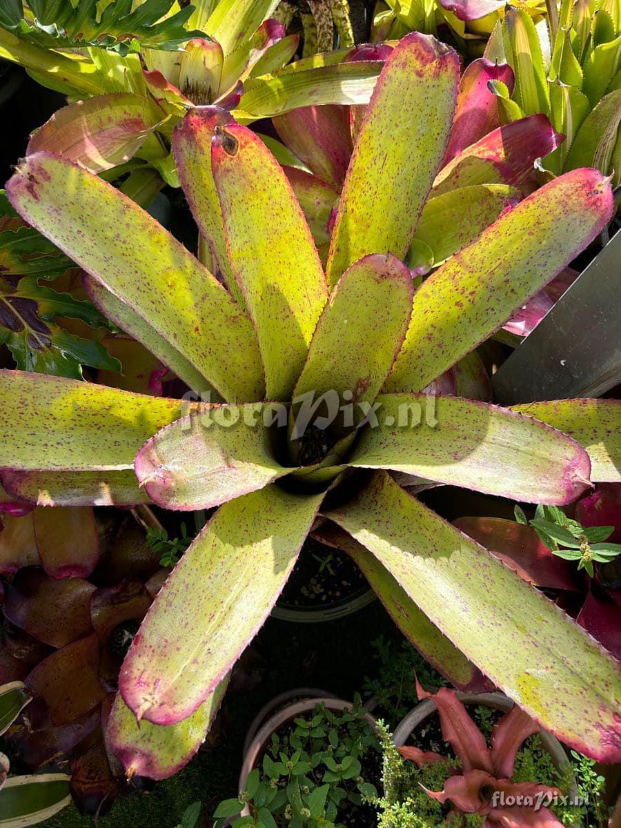 Neoregelia pascoaliana