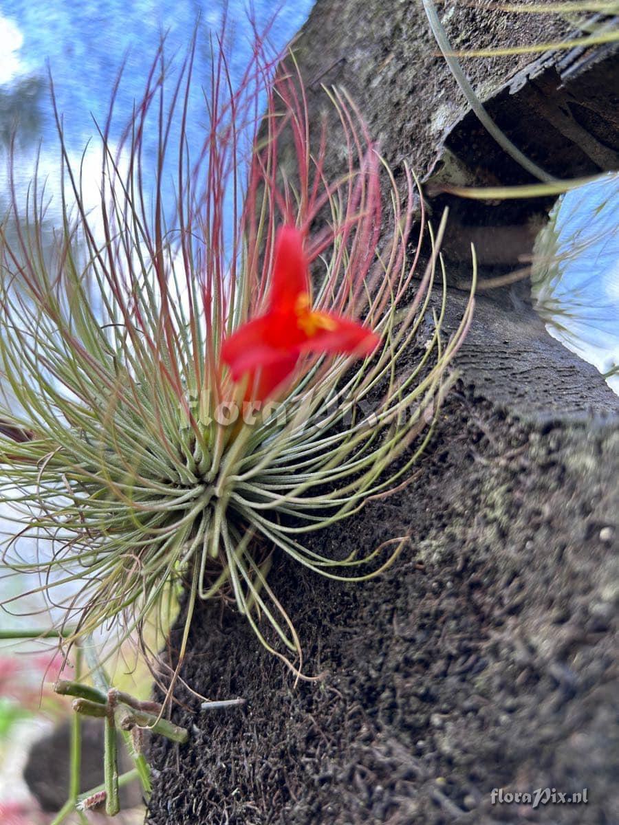 Tillandsia andreana