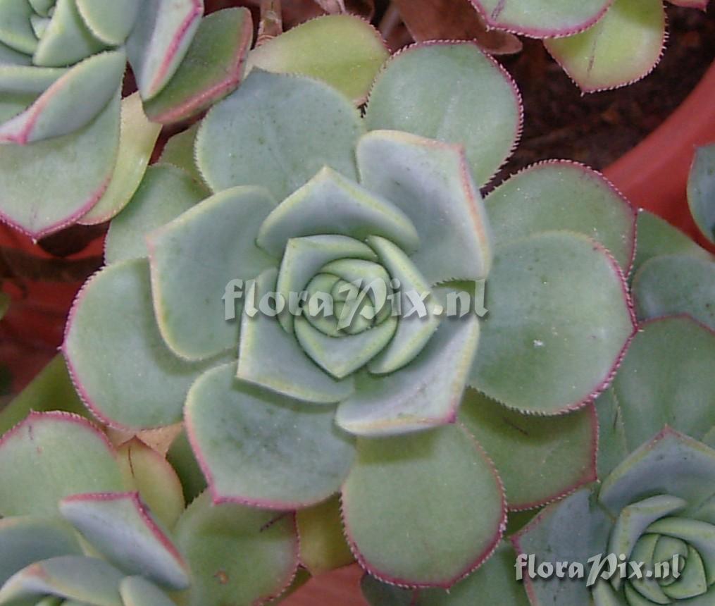 Aeonium haworthii