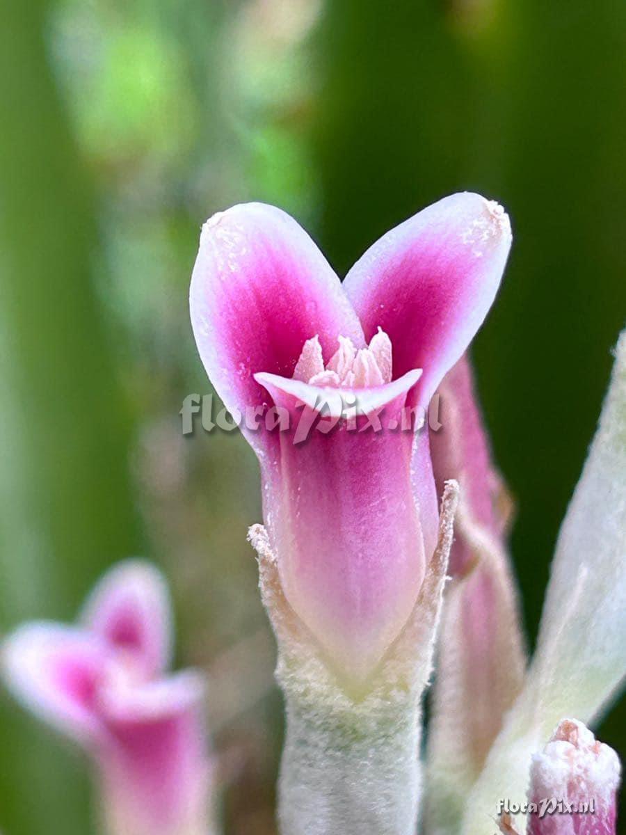 Bromelia pinguin