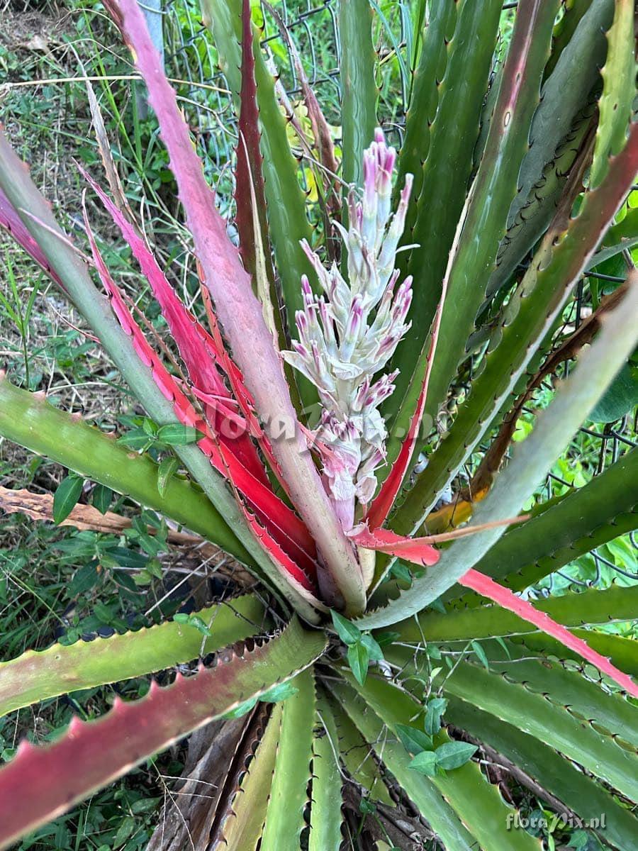 Bromelia pinguin