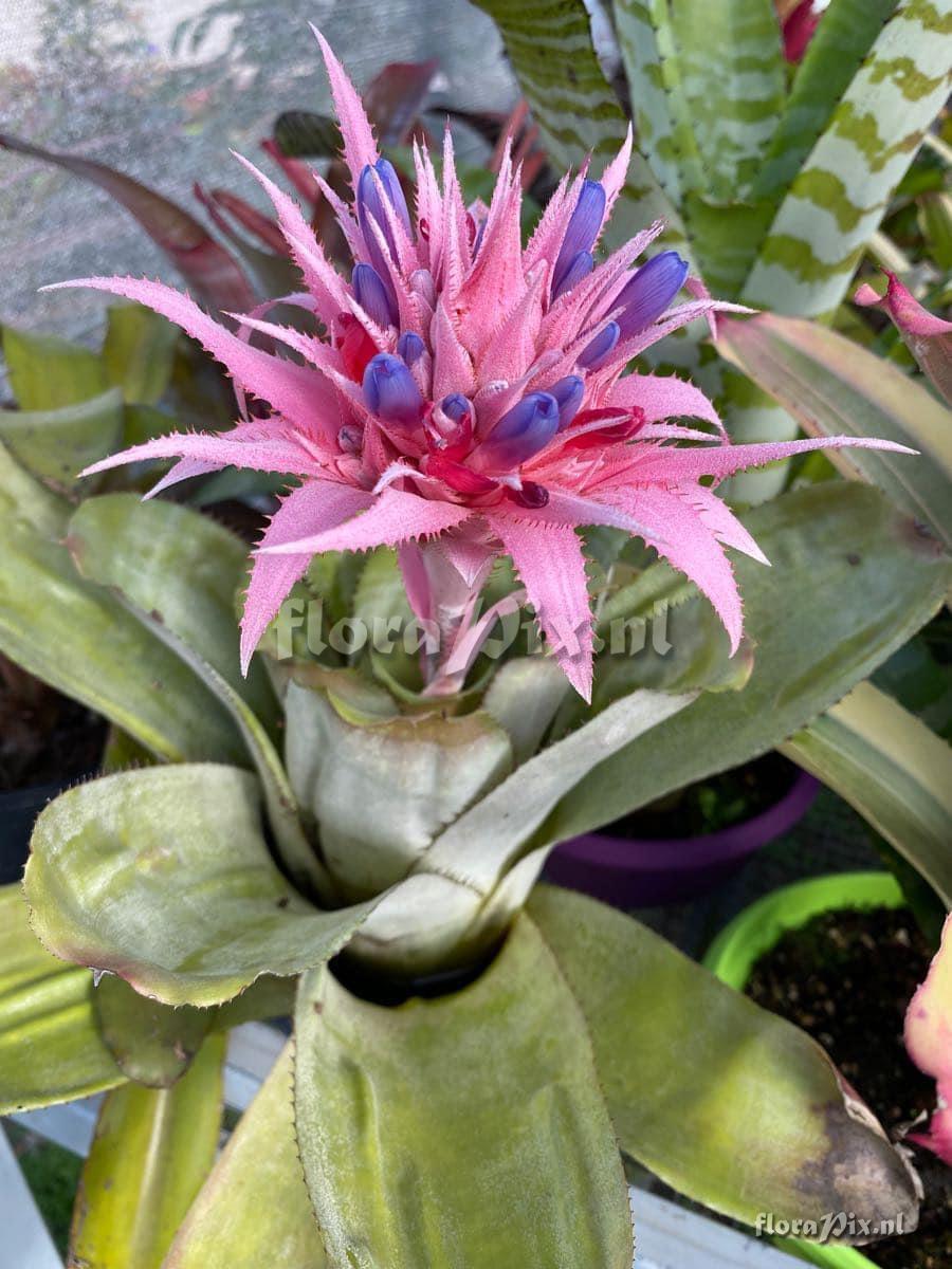 Aechmea fasciata