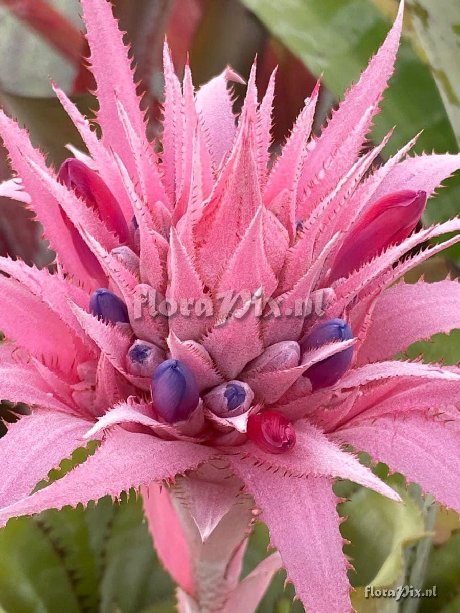 Aechmea fasciata