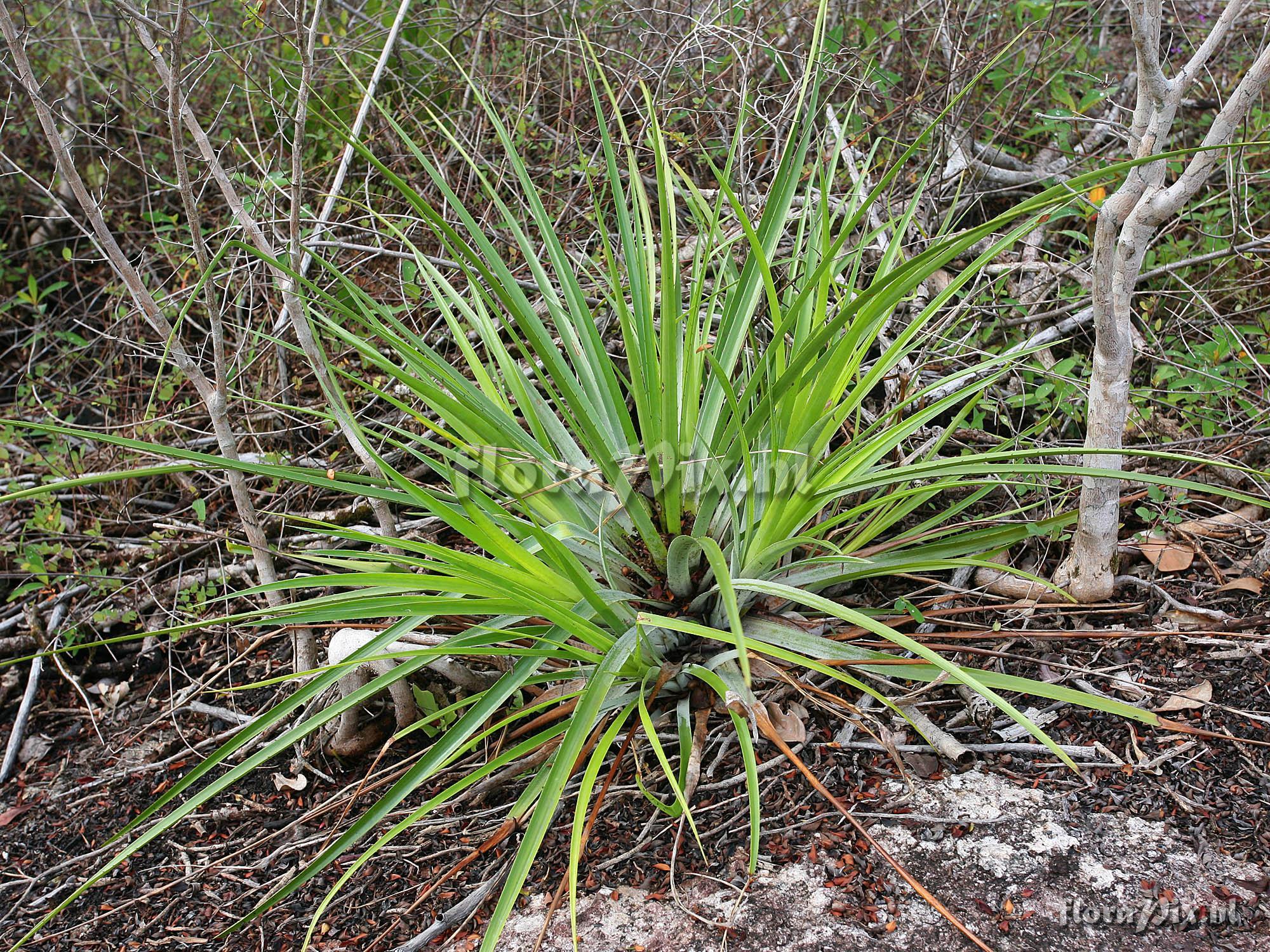 Pitcairnia sp.