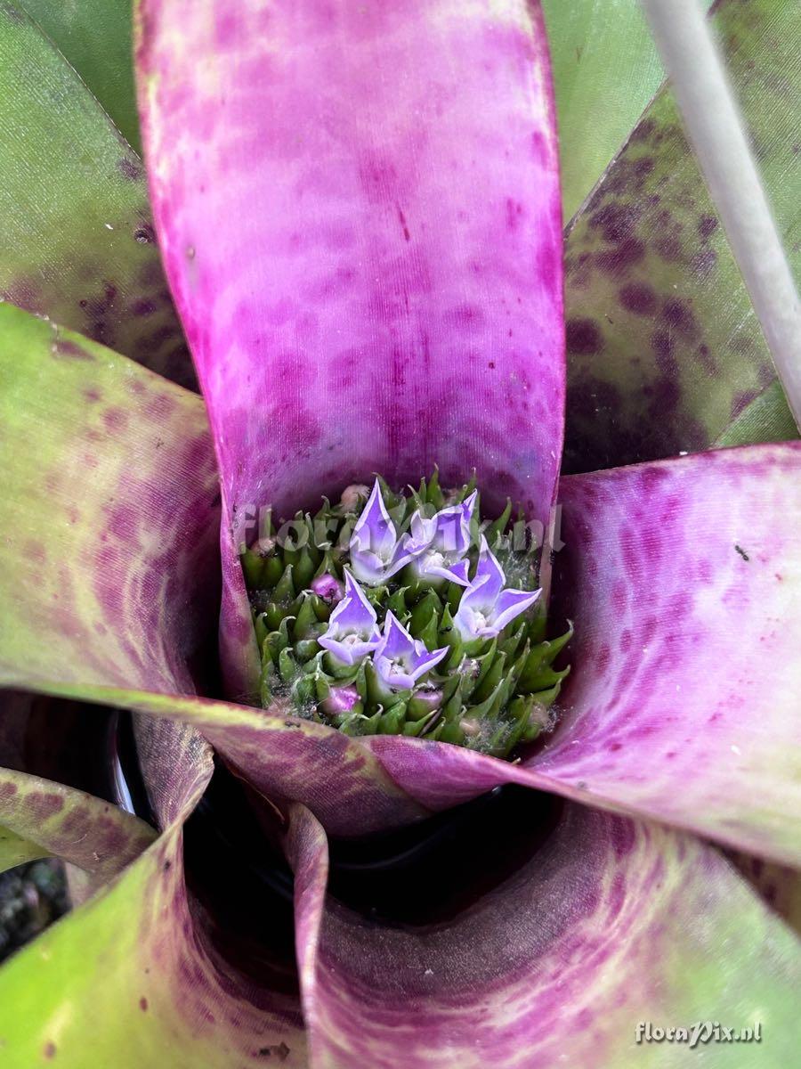 Neoregelia smithii