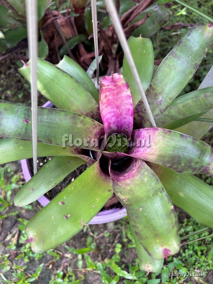 Neoregelia smithii