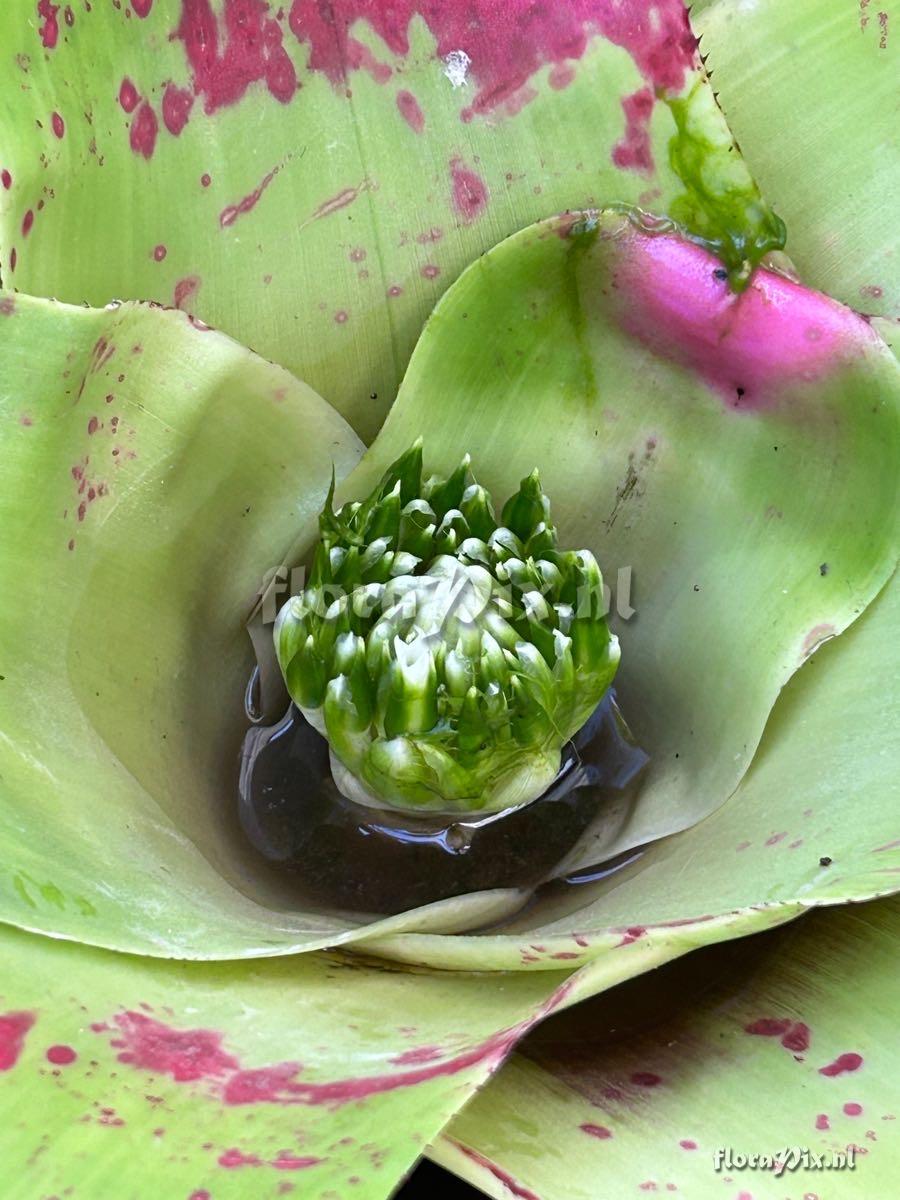 Neoregelia johannis