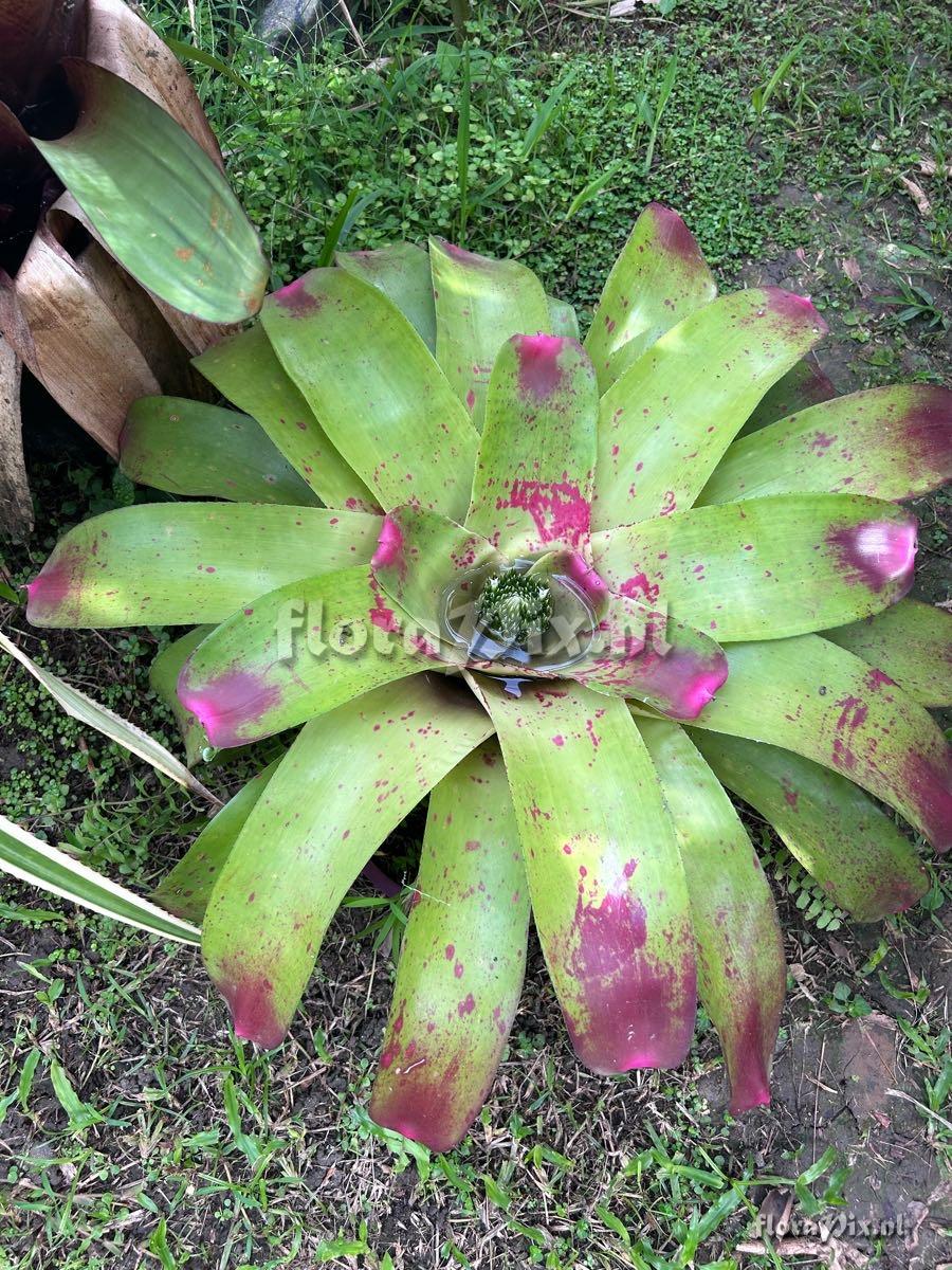 Neoregelia johannis