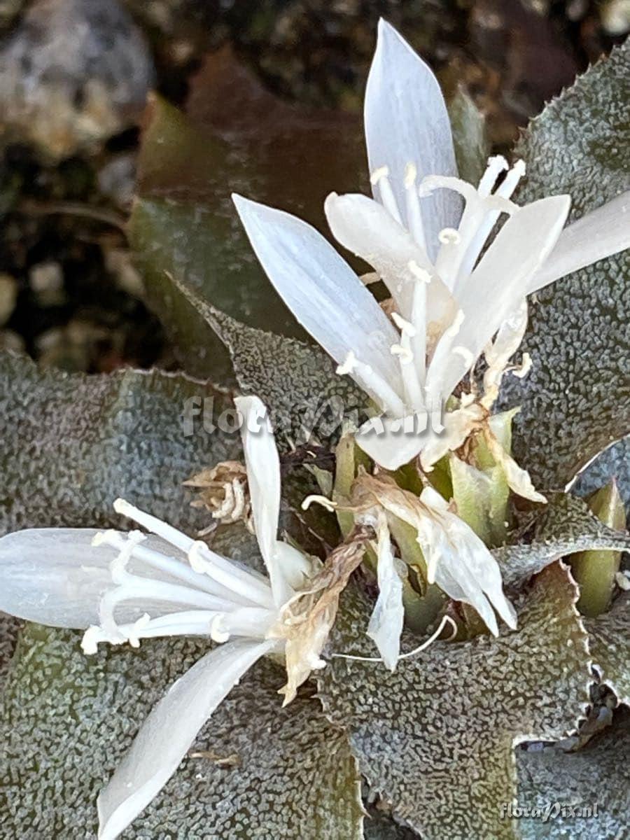 Cryptanthus brevifolius