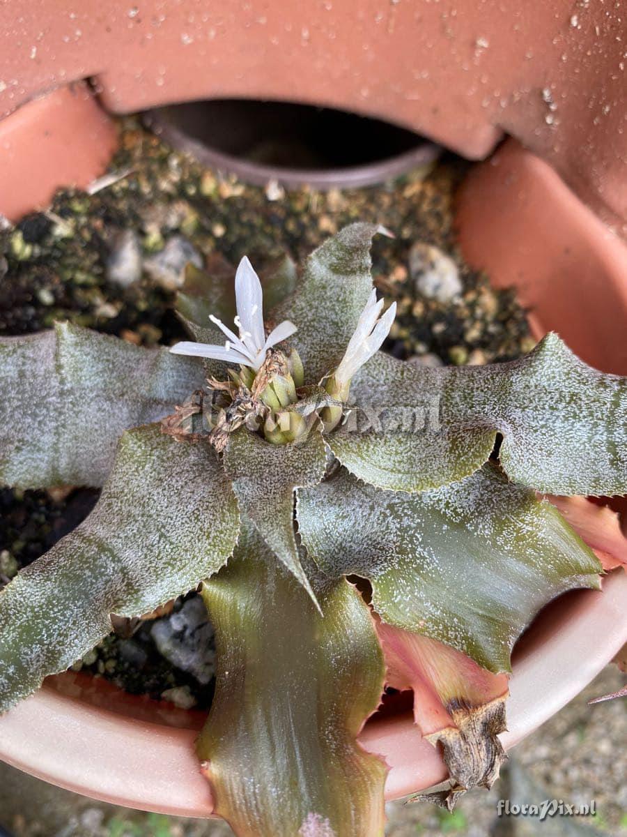 Cryptanthus brevifolius