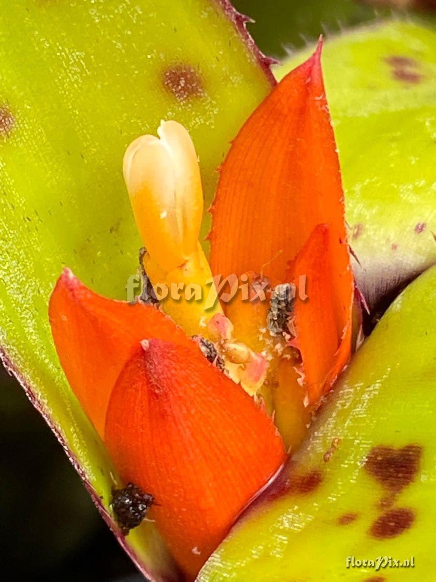 Aechmea brevicollis