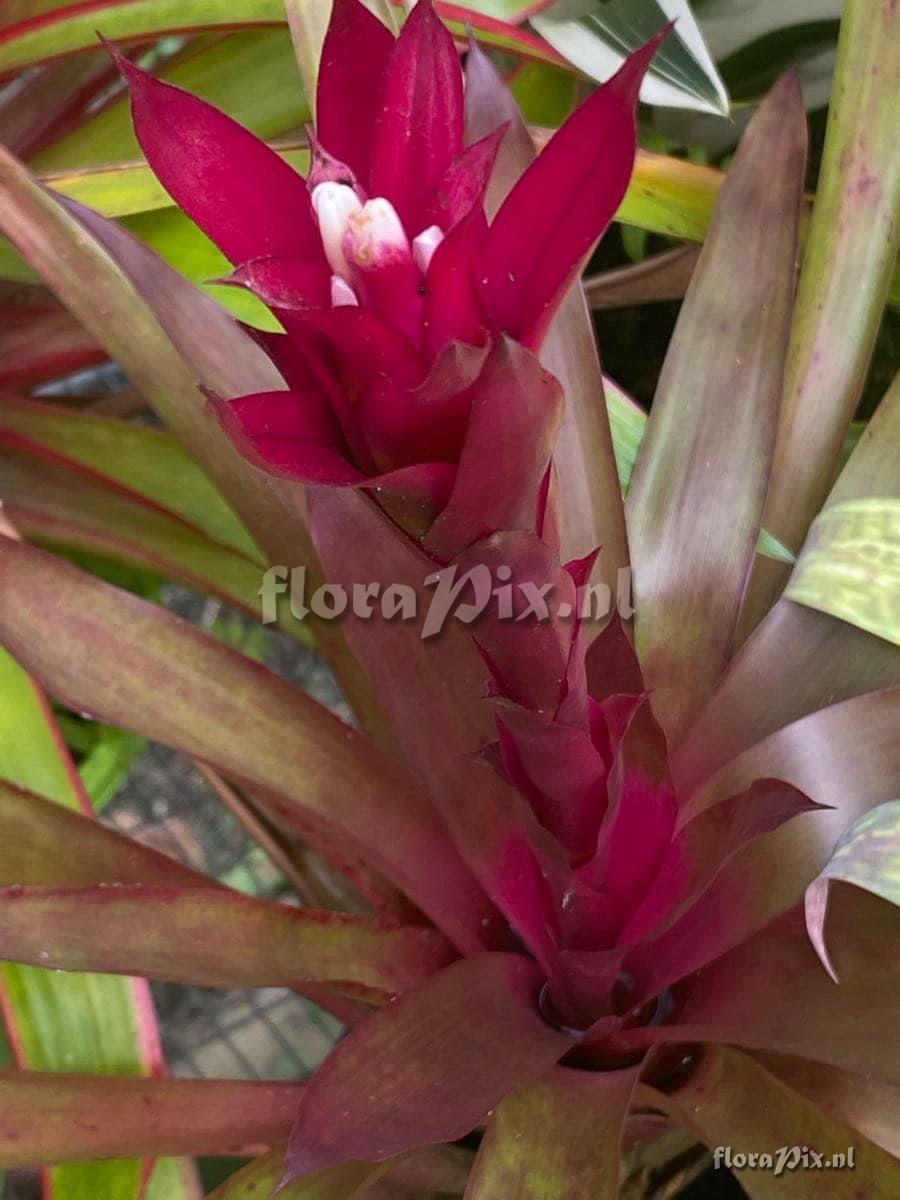 Guzmania lingulata var. flammea