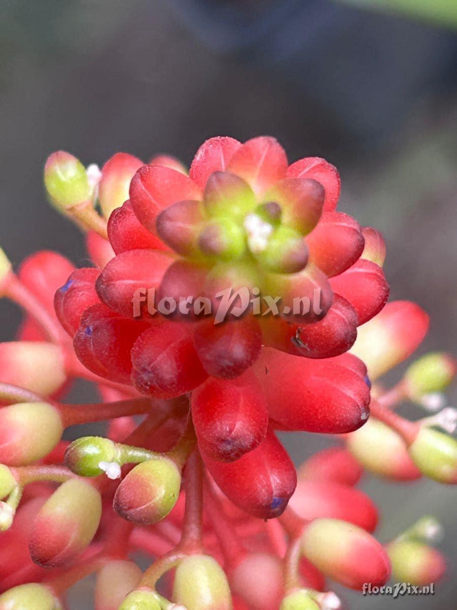 Aechmea fulgens var. discolor