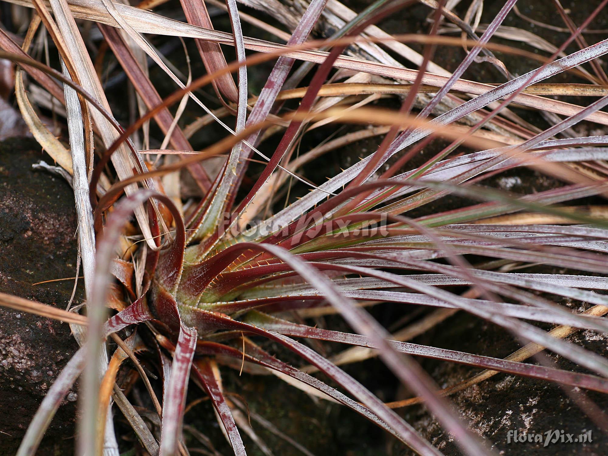 Pitcairnia bulbosa