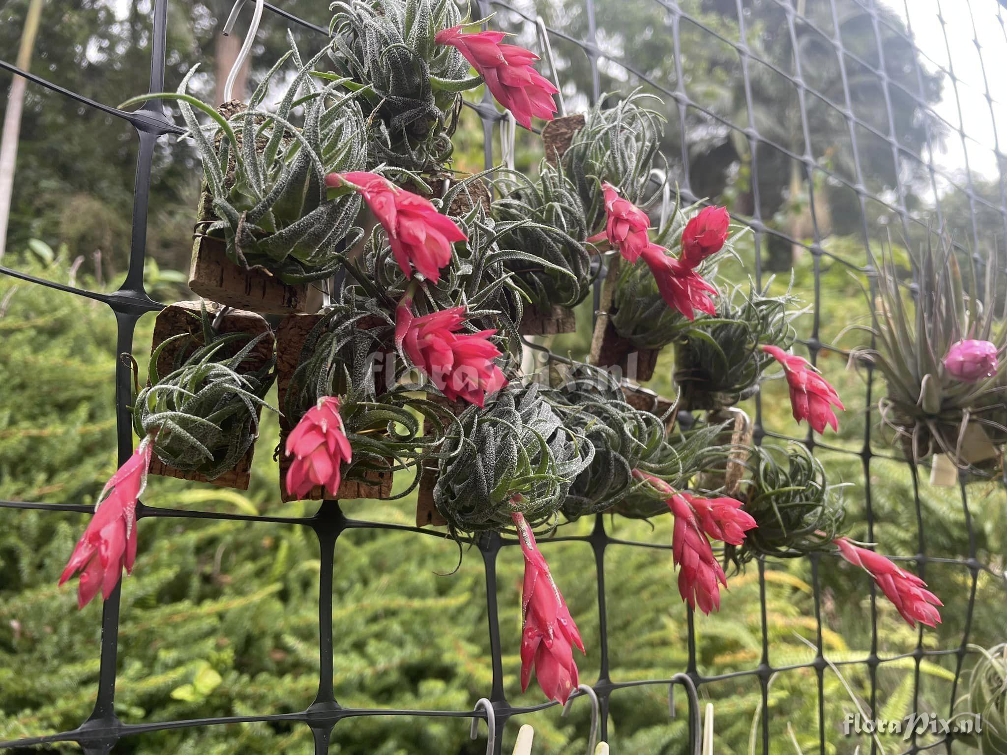 Tillandsia sprengeliana