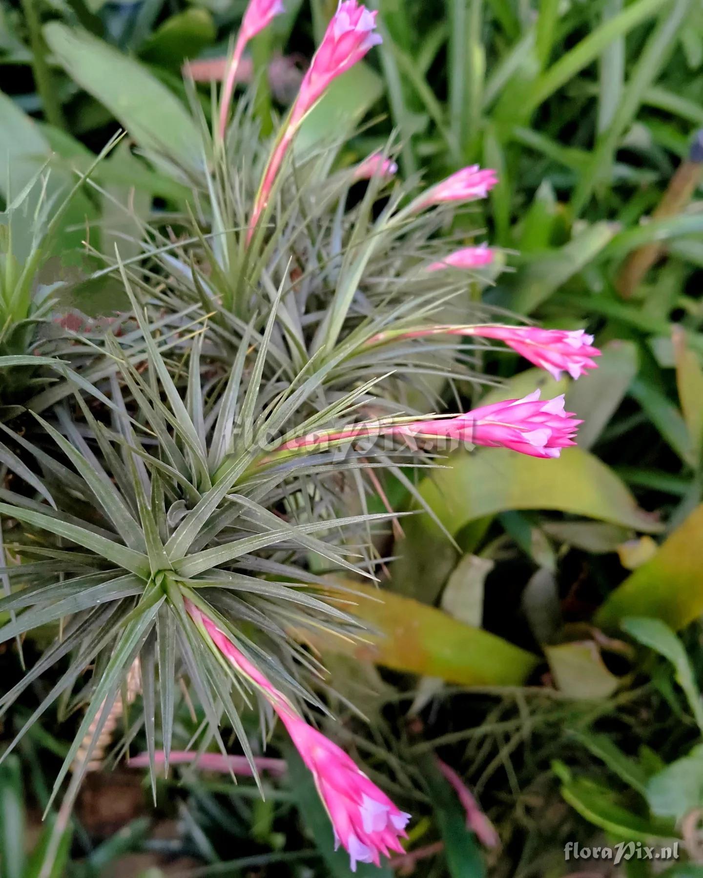 Tillandsia aeranthos var. rosea