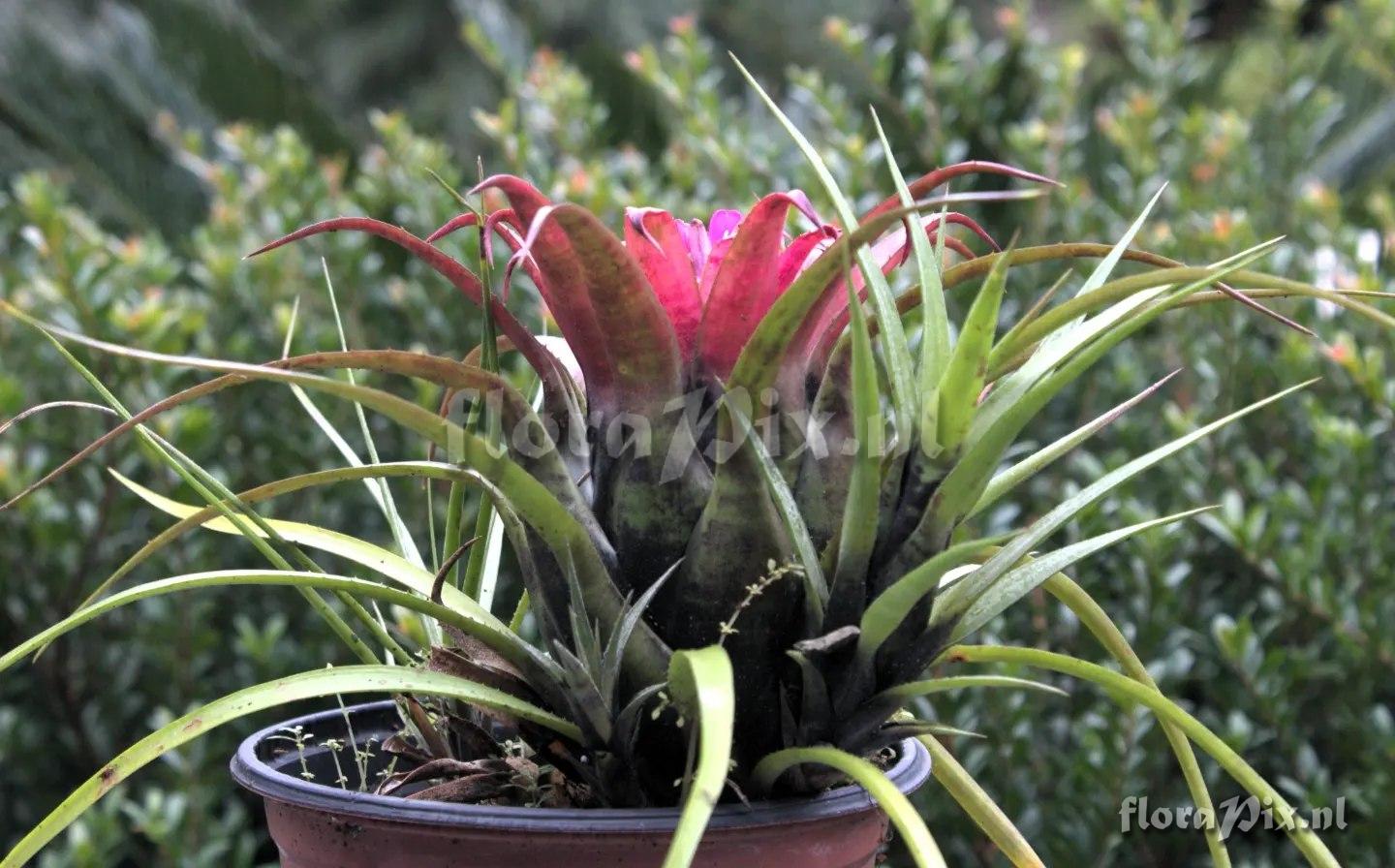 Aechmea recurvata var. benrathii