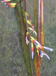 Billbergia viridiflora x B.(Quesnelia) liboniana