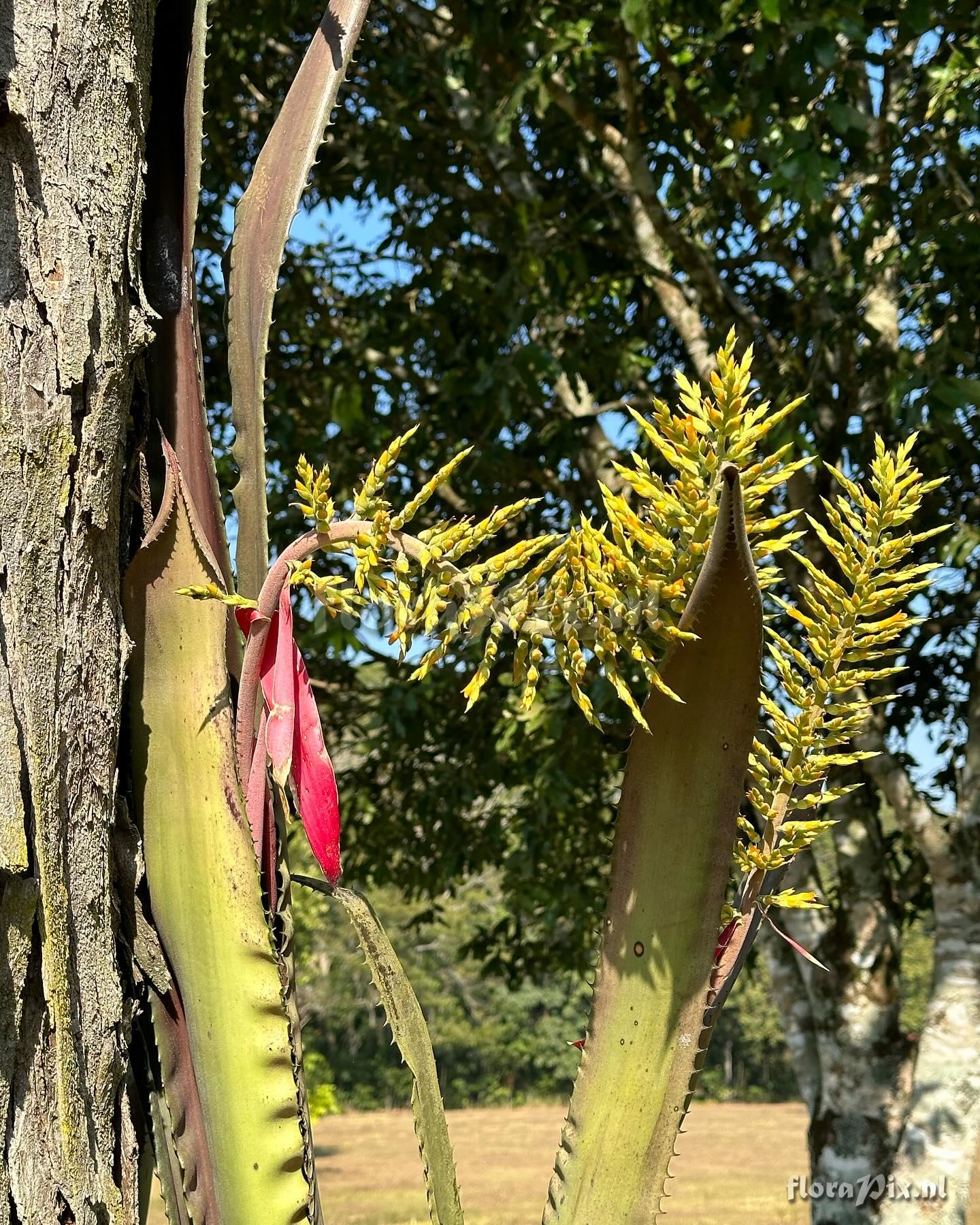 Aechmea tocantina