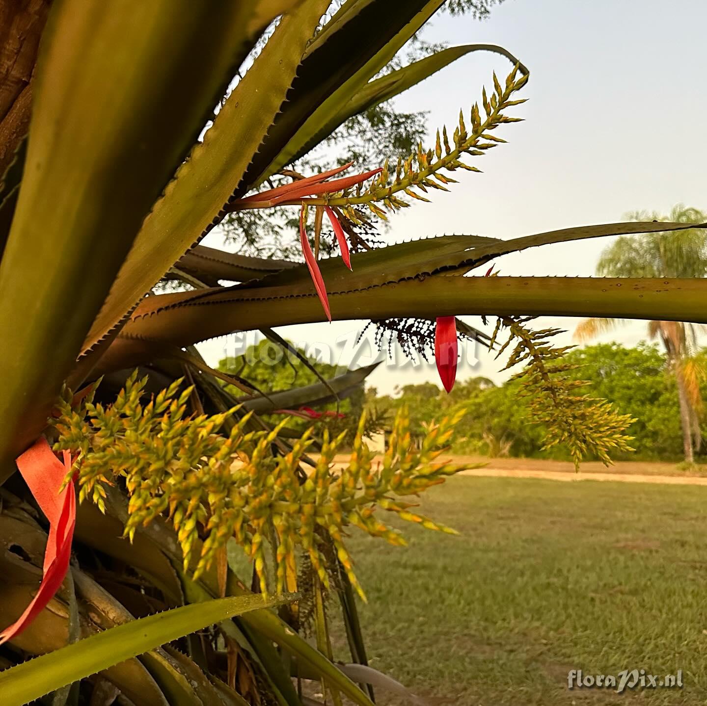 Aechmea tocantina